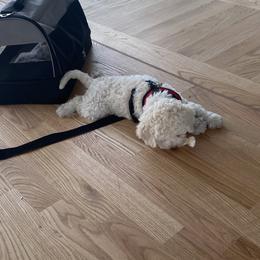 Lagotto Romagnolo Puppies from Fino Lagotto