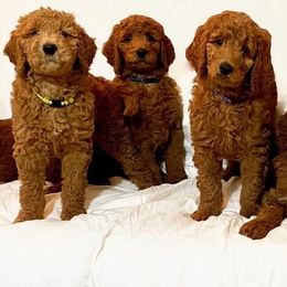 Goldendoodles from Razzle Dazzle Doodles TN