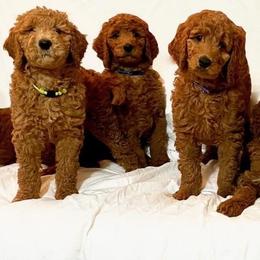 Goldendoodles from Razzle Dazzle Doodles TN