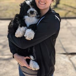Bernedoodle Puppies from Bernedoodles of the Ozarks