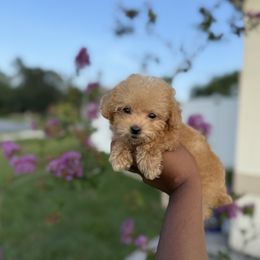 Jill - female Poodle puppy in Kissimmee, Florida from Unique Poodles