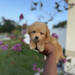 Jill - female Poodle puppy in Kissimmee, Florida from Unique Poodles