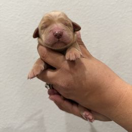 Girl 1 - Golden female Golden Retriever puppy in Victorville, California from Martinez Goldens