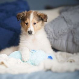 Sphinx - Sable and white Collie puppy in Virginia from Blackberry Hills Cattle dogs and Collies