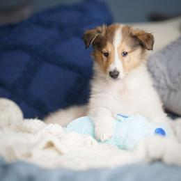 Sphinx - Sable and white Collie puppy in Virginia from Blackberry Hills Cattle dogs and Collies