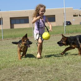 German Shepherd Puppies from Rikah-Haus German Shepherds