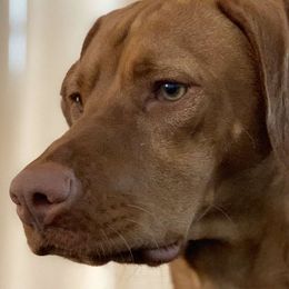 Dalmatians and Vizslas from River Falls Kennel