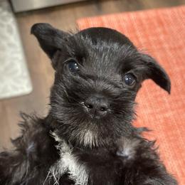 Stormy - Black male Miniature Schnauzer puppy in Interlachen, Florida from Pam's Schnauzers