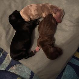 Dachshund Puppies from Doodle Bugs Doxies