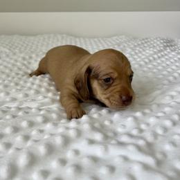 Alice - Red female Dachshund puppy in Shelley, Idaho from Journey’s End Dachshunds