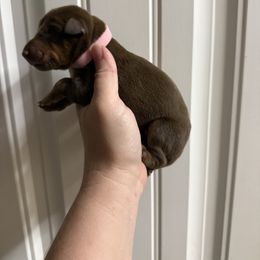 Pink girl - Red and rust female Doberman Pinscher puppy in Ludowici, Georgia from Royal Destiny Kennels