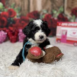 Frost, Blue Collar - Black and white male Bernedoodle puppy in Lake Panasoffkee, Florida from Donnas Deluxe Doodles LLC