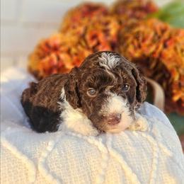 Harrison - Phantom male Bernedoodle puppy in Russell Springs, Kentucky from 270 Doodles