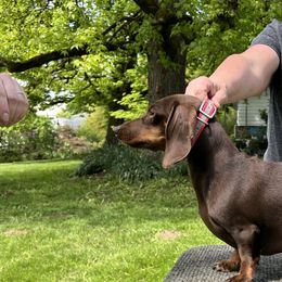 Dachshunds from Chocolate Dachshunds