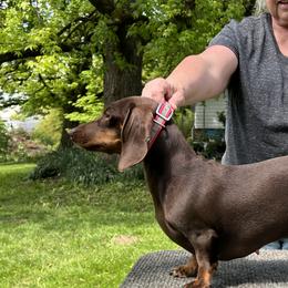 Dachshunds from Chocolate Dachshunds
