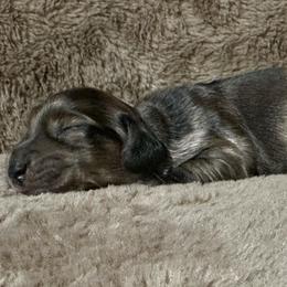 Boy 1 - Dapple male Dachshund puppy in Buchanan, Georgia from Kiser Creek Dachshunds