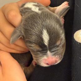 Mauve - Blue and white female Basset Hound puppy in Knoxville, Tennessee from Well Hounded Bassets
