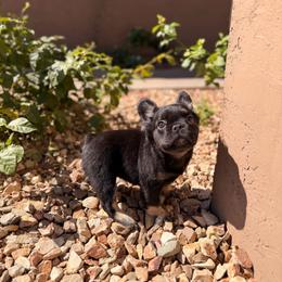 Purple - Black and tan female French Bulldog puppy in Avondale, Arizona from BigDiamondFrenchies
