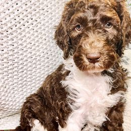 Lover - Chocolate Goldendoodle puppy in Lititz, Pennsylvania from Heyday Doodles