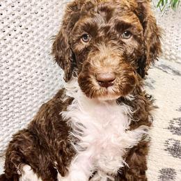 Lover - Chocolate Goldendoodle puppy in Lititz, Pennsylvania from Heyday Doodles
