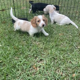 Dachshund Puppies from Harvin’s Weenie Gang