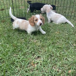 Dachshund Puppies from Harvin’s Weenie Gang