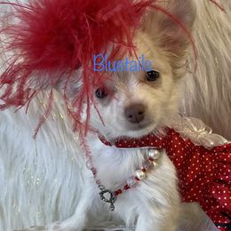 Chihuahua and Dachshund Puppies from Blue Tails Farm