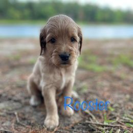 Goldendoodle Puppies from Raintree Lakes Doodles