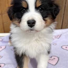 Encore - Black tri-color male Australian Shepherd puppy in Kearney, Nebraska from Helix Aussies