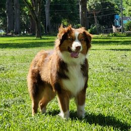 Blaze - Australian Shepherd