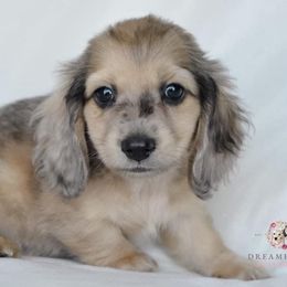 Dachshund Puppies from Dreamheart Dachshunds
