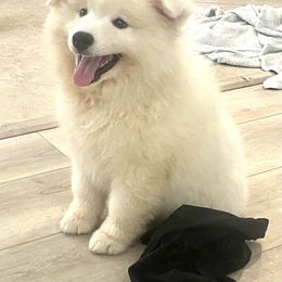 Brutus - White male American Eskimo Dog puppy in Redlands, California from Arctic Storm Kennels