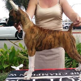 Boxer Puppies from CinniBon Boxers (Kennel)