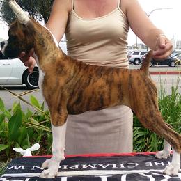 Boxer Puppies from CinniBon Boxers (Kennel)