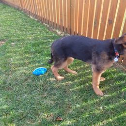 German Shepherd Puppies from Autumn's House of German Shepherds, LLC
