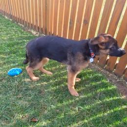 German Shepherd Puppies from Autumn's House of German Shepherds, LLC