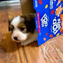 Zane - Red white and sable male Papillon puppy in Edmond, Oklahoma from Okie Puppies