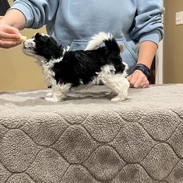 Havanese Puppies from Cralyn's