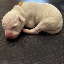 Winnie - White and black female Dalmatian puppy in Fort Cavasos, Texas from Mainstreet Dalmation