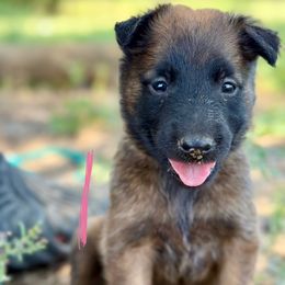 Tempest - Fawn sable female Belgian Malinois puppy in Briggs, Texas from Madhouse’s Belgian Malinois and German Shepherds