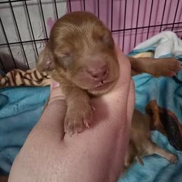 Zircon - Red male Dachshund puppy in Windom, Minnesota from Aster Creek Dachshunds & Australian Shepherds