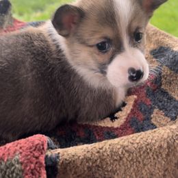 American Corgi and Pembroke Welsh Corgi Puppies from Flying K Corgis