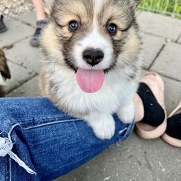 Pembroke Welsh Corgi Puppies from Hills End Corgis