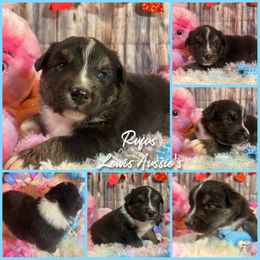 Australian Shepherd and Pembroke Welsh Corgi Puppies from Lewis Aussie’s & Corgi’s