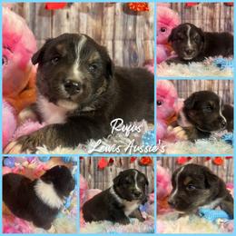 Australian Shepherd and Pembroke Welsh Corgi Puppies from Lewis Aussie’s & Corgi’s