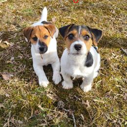 Poppy - Tri-color female Russell Terrier puppy in London, Kentucky from Norvell Kennels