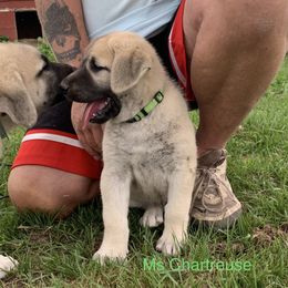 Ms Chartreuse - Anatolian Shepherd Dog puppy in Michigan from T&S Anatolians