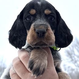 Brooke - Black white and tan female English Springer Spaniel puppy in Bay City, Wisconsin from Springer Hills Farm
