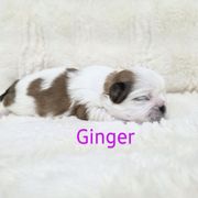 Ginger - Brown and white female Shichon puppy in Ronda, North Carolina from Willow River