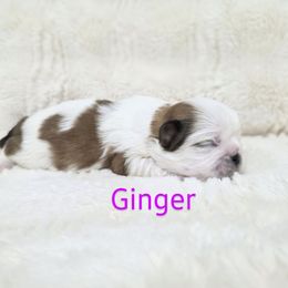 Ginger - Brown and white female Shichon puppy in Ronda, North Carolina from Willow River